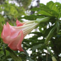 Brugmansia